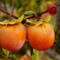 Photo of persimmon 4