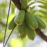 Photo of bilimbi fruit 5