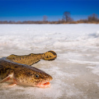 Photo of burbot 2