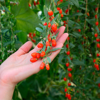 Goji Berry Φωτογραφία 5