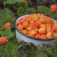 Cloudberry 4 nuotrauka