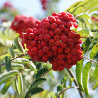 Φωτογραφία του Red Rowan