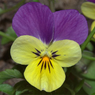 Fotografie de violet tricolorous