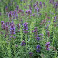 Photo of hyssop 3