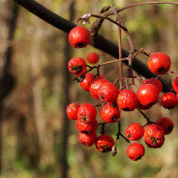 Red Rowan 3 foto