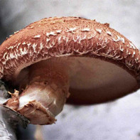 Fotografia húb shiitake 2