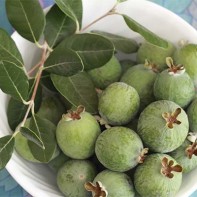 Fotografia feijoa