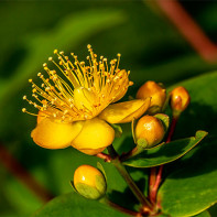 Fotografia Hypericum 4