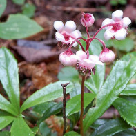 Fotografia winterberry 4