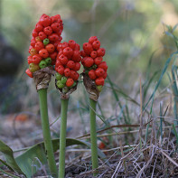 aronnikus nuotrauka