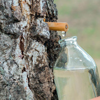 Photo of birch sap 5