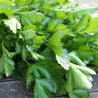 Photo of parsley