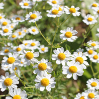 Picture of Chamomile