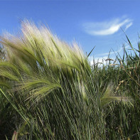 Zāļu mat-zāļu foto