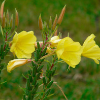 Fotografie de Evening Primrose 5