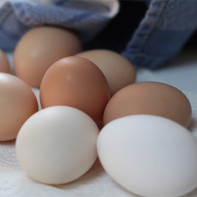 Photo of chicken eggs 4