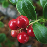 Photo of cowberries leaves 5