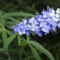 Vitex 5 nuotrauka