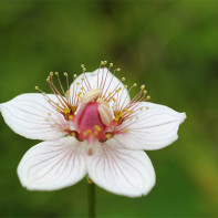 A photo of marsh beleuzor