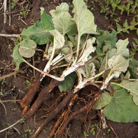 Burdock root photo 5