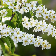 Photo of bird cherry tree 3