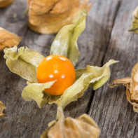 Fotografia physalis 4