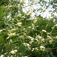 Fotografie de Sophora japoneză 4