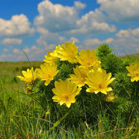 Fotografia Adonis