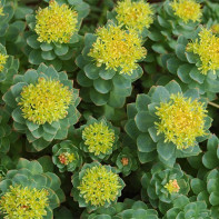 Fotografie de rhodiola 2