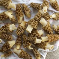 Photo of morels 2