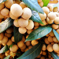 Pictures of Longan fruit