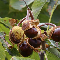 Chestnut photo 4