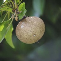 Fotografia sapodilla 3