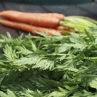 Photos of carrot tops