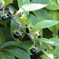 Photo of herb hives 4