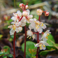 Milkcracker nuotrauka