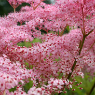 Photo of meadowsweet 3