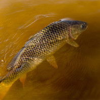 Photo of carp 5