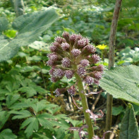 A photo of Butterbur 3