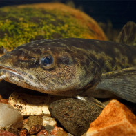 Photo of burbot 3