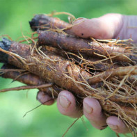 Photo burdock root 4