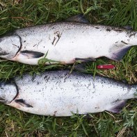 Photo of chinook salmon 4