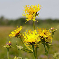 Fotografia elecampane 3