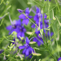 Photo of larkspur 5