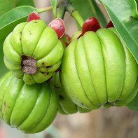 Fotografia Garcinia ovocie 5