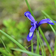 Iris photo 2