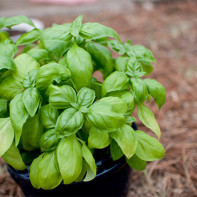 A photo of basil 5