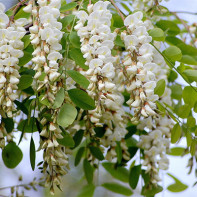 Photo of white acacia 4