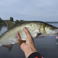 Tarakonų nuotrauka 2