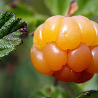 Photo of Cloudberry 5